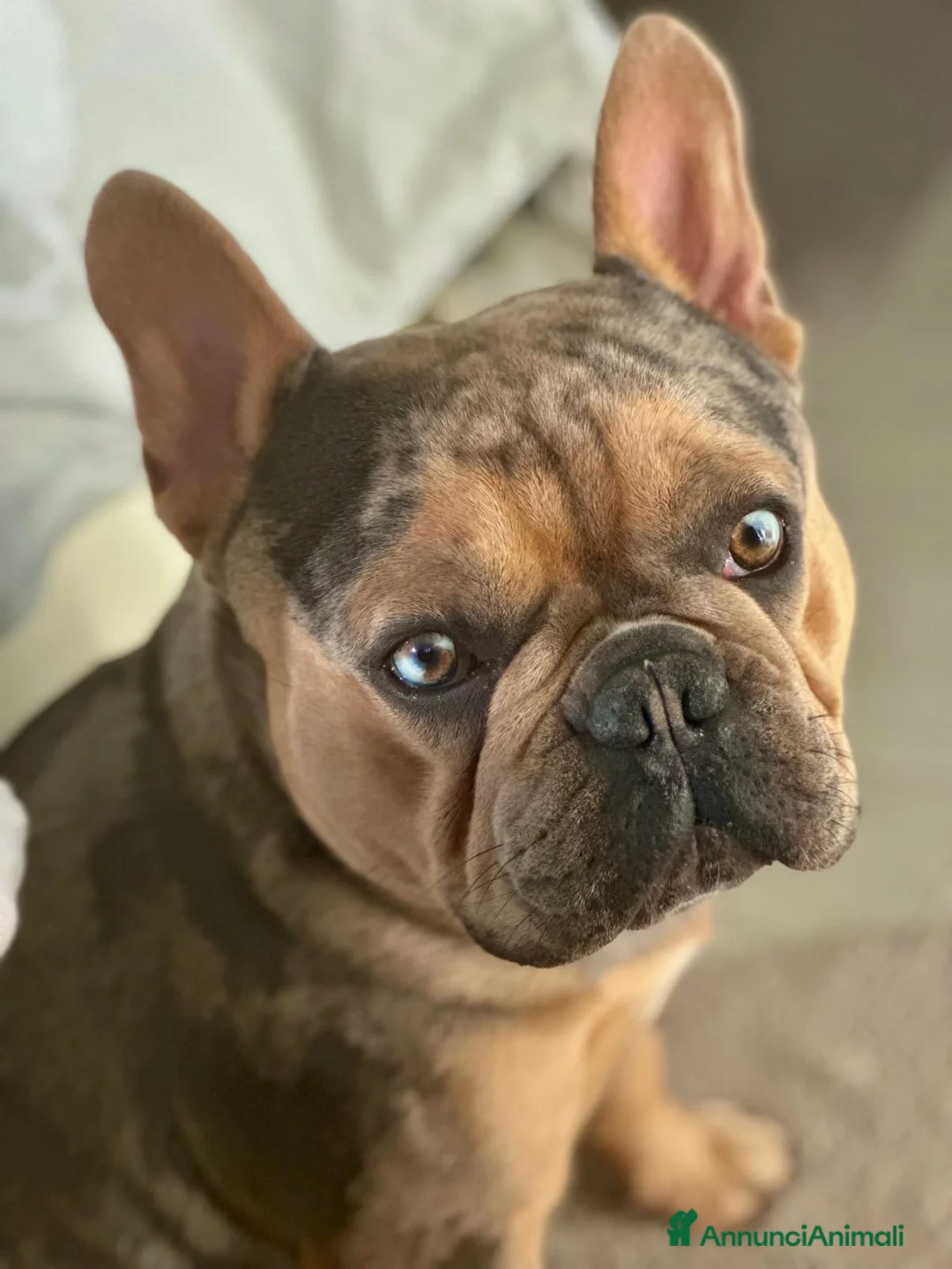 Bulldog Francese cani per accoppiamento: Bulldog francese per monta occhi azzurri a Provincia di Padova - Annuncio 6