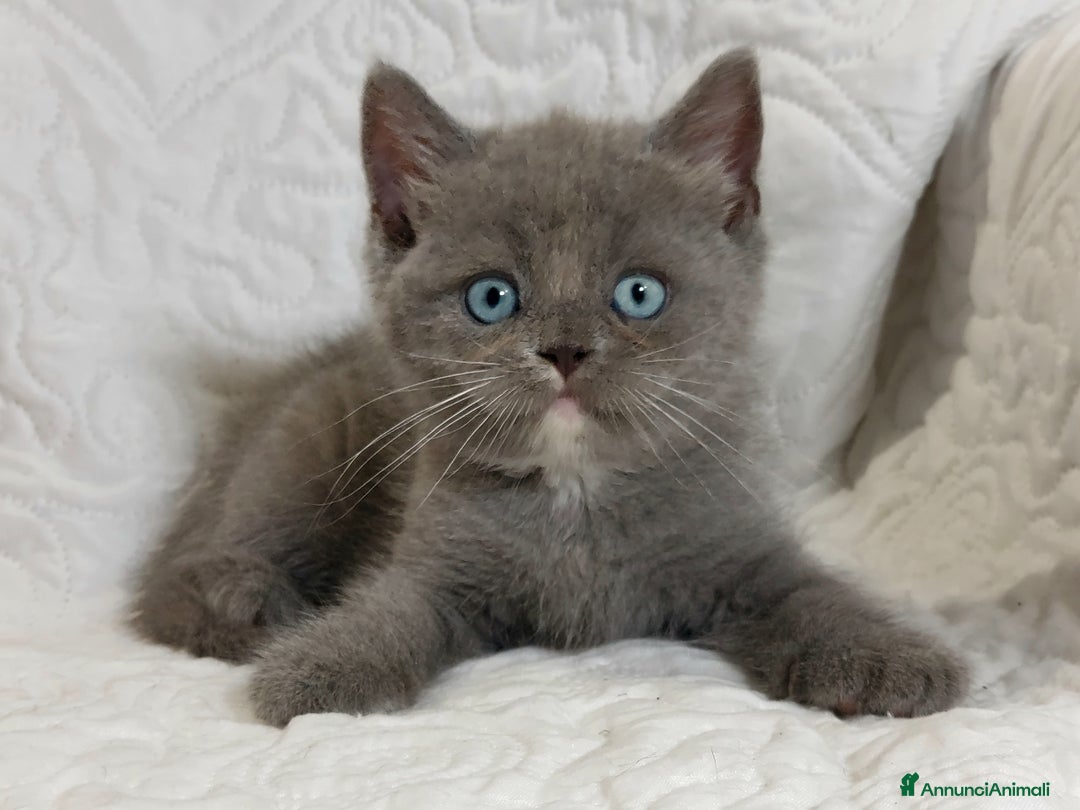 Scottish gatti in vendita: Scottish Straight bellezza rara  a Città Metropolitana di Torino - Immagine 10