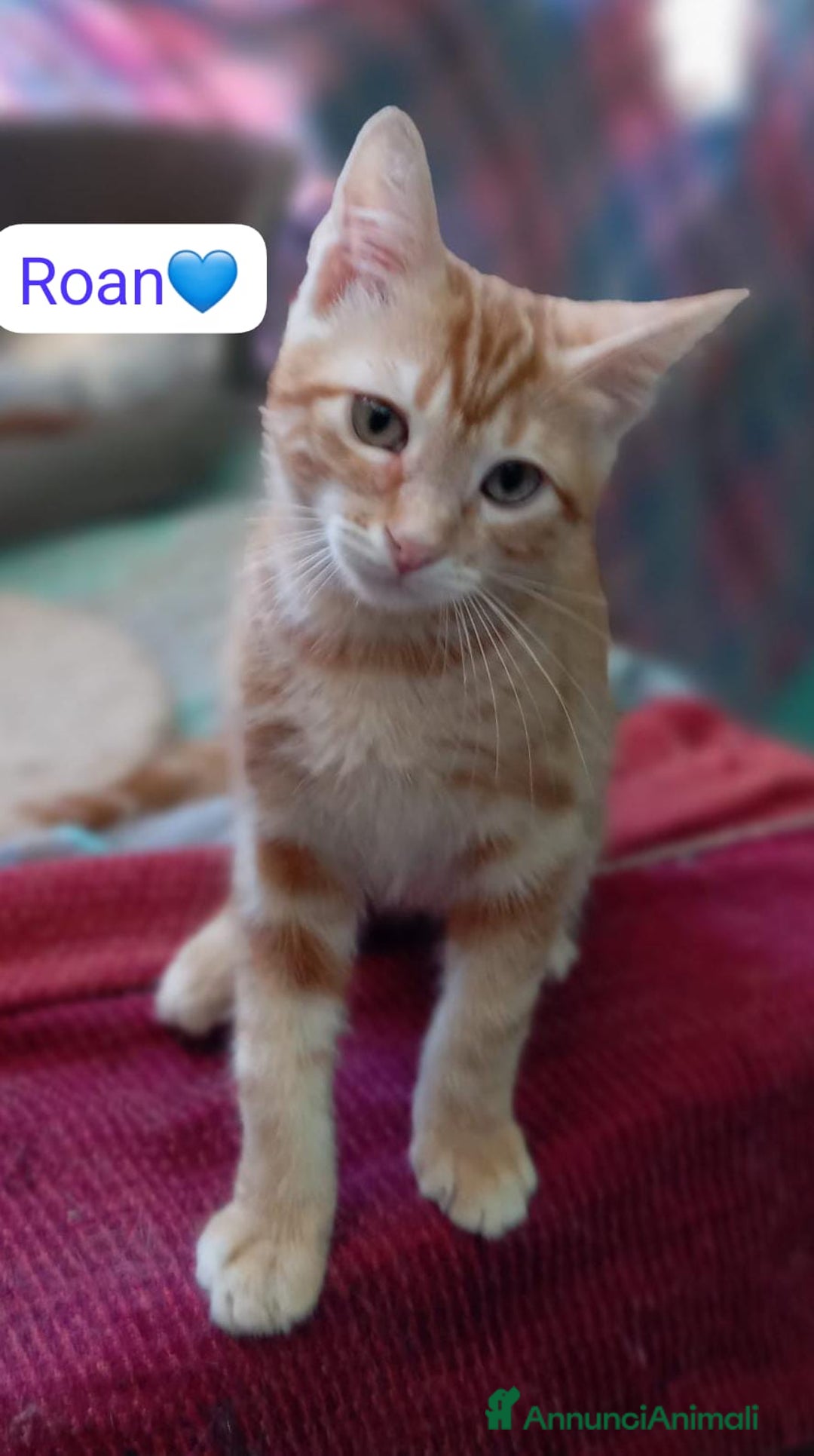 Meticcio gatti in regalo: Gattini di 4 mesi in cerca di casa  a Città metropolitana di Milano - Annuncio 7