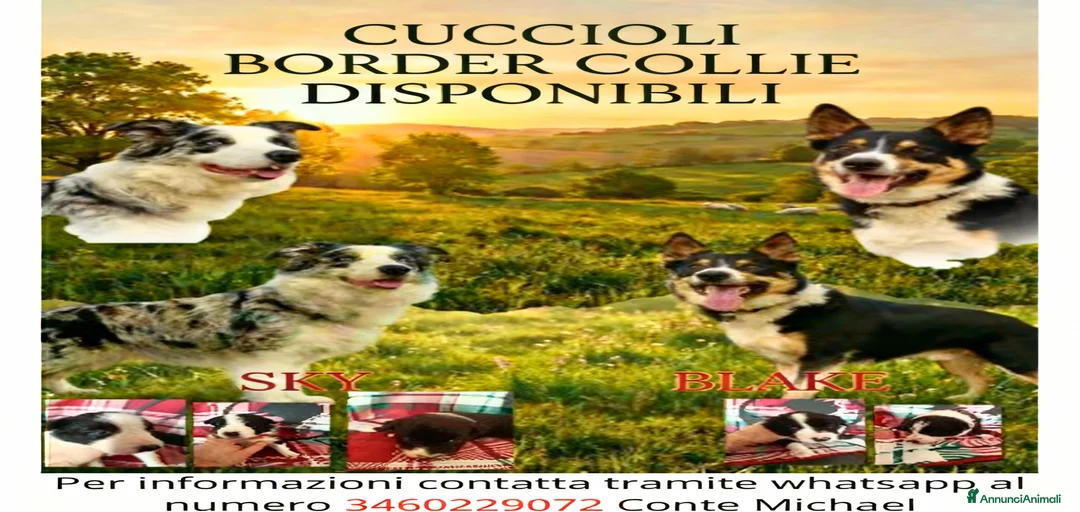 Immagine della galleria {{count}}