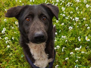 Labrador cani Splendida simil Labrador - WINDY - Annuncio 8