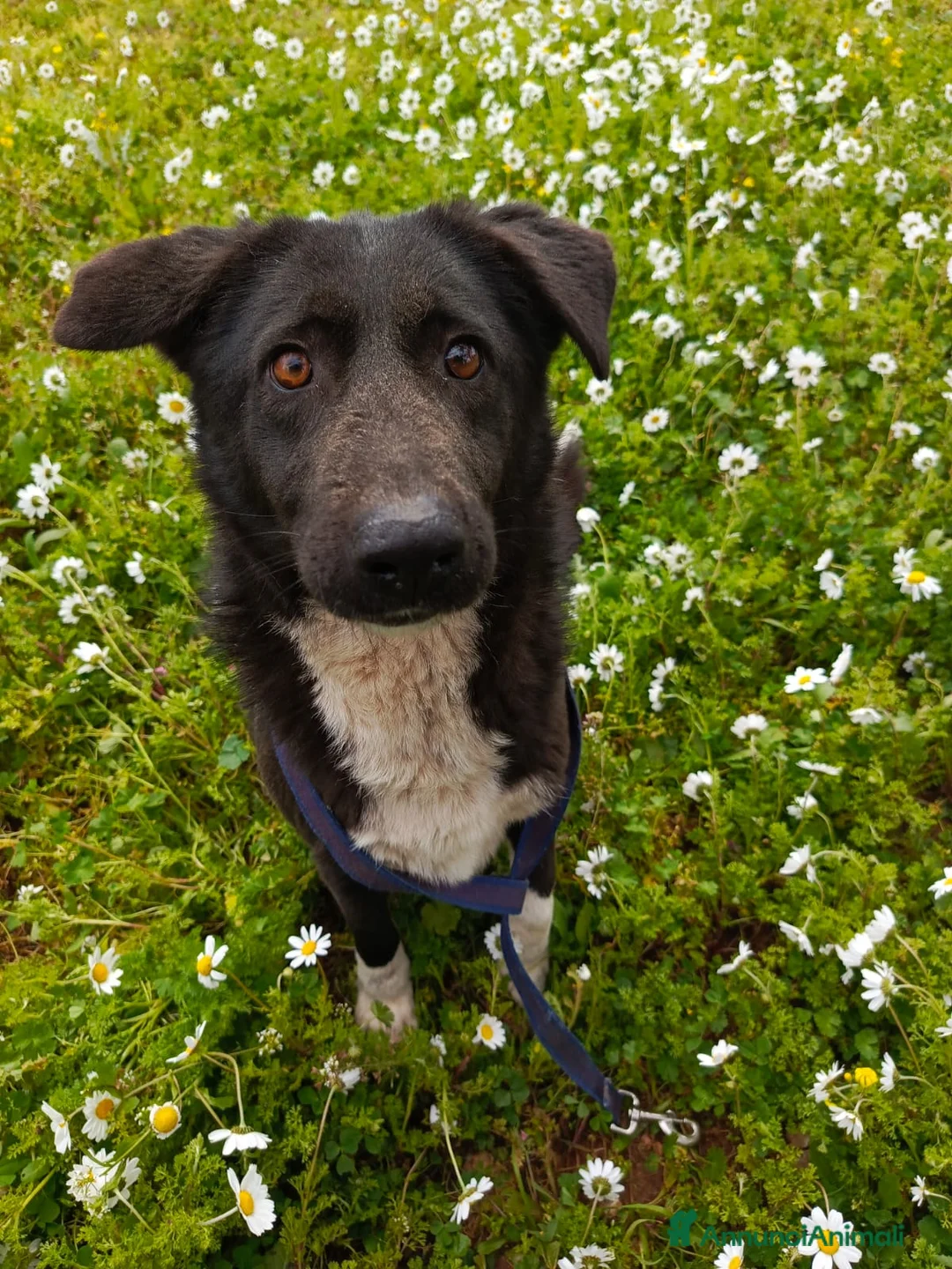 Labrador cani in regalo: Windy, splendida  - Annuncio 2