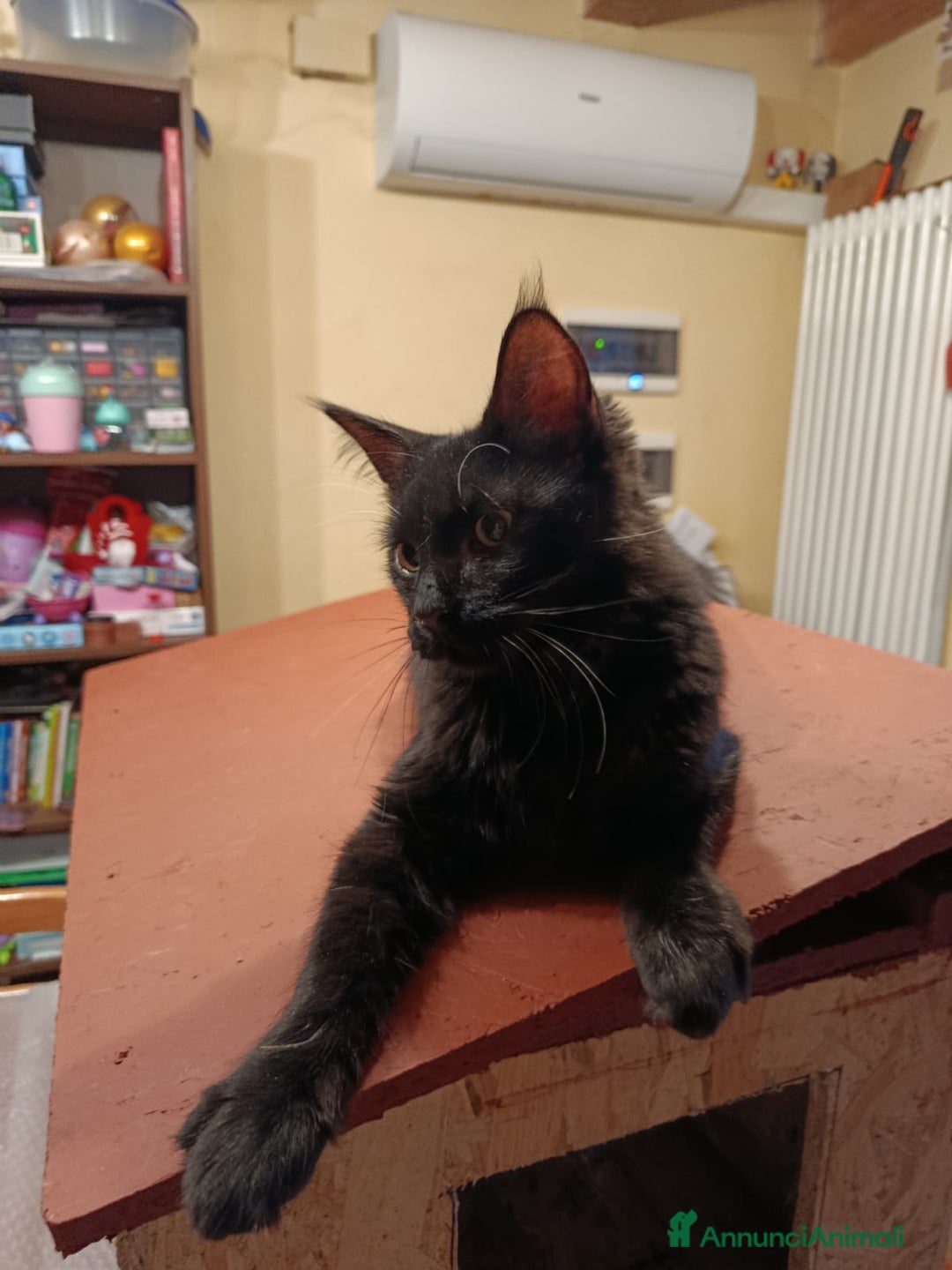 Maine Coon gatti in vendita: CUCCIOLI MAINE COON BLACK SOLID - Annuncio 8