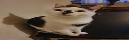 Meticcio gatti in regalo: Ciccio - Annuncio 2