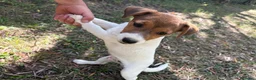Jack Russell cani in vendita: Cuccioli Jack Russell  Pelo Liscio con Pedigree - Annuncio 2