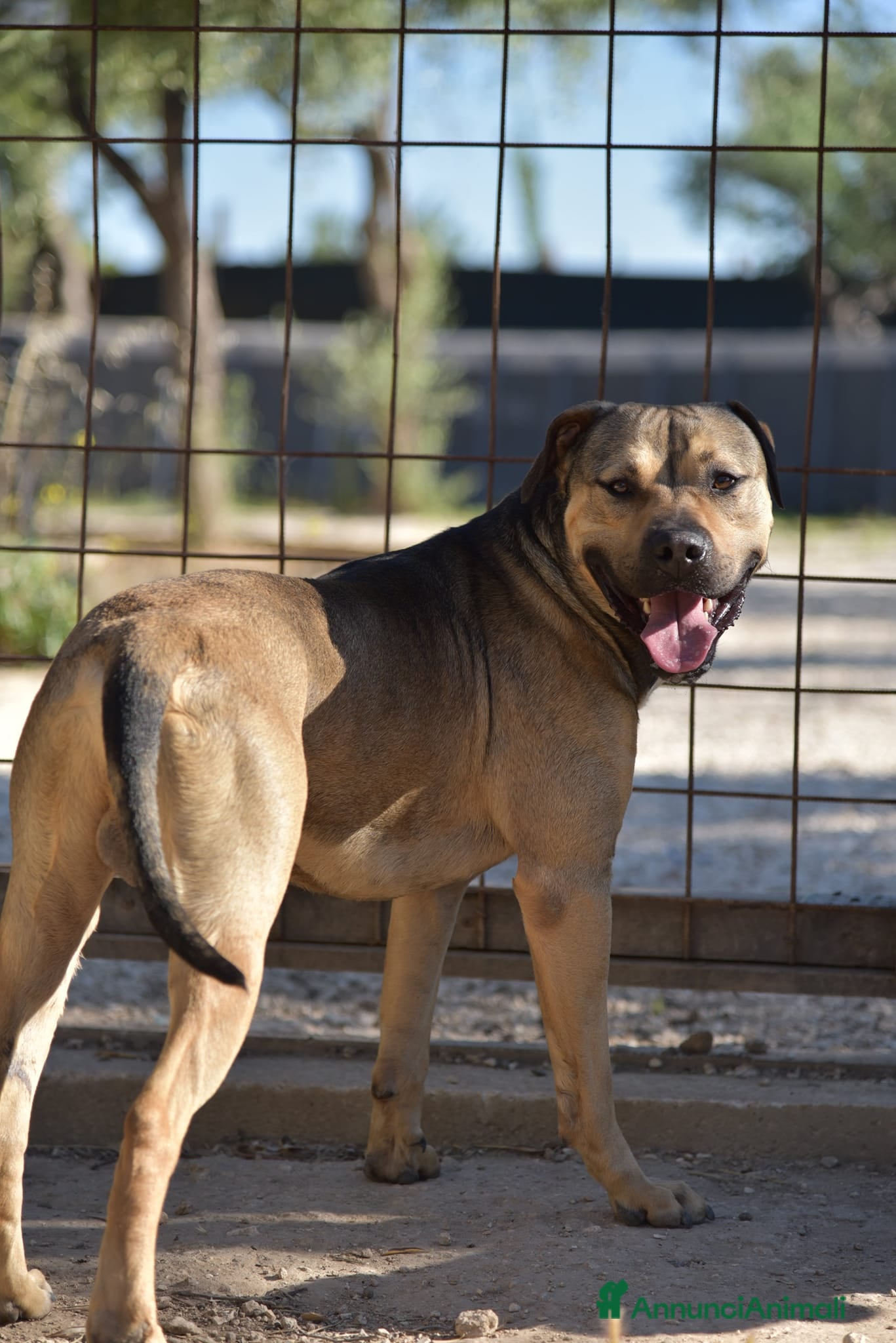 Meticcio cani Bobby simil pit fuori, angelo nell anima - Annuncio 2