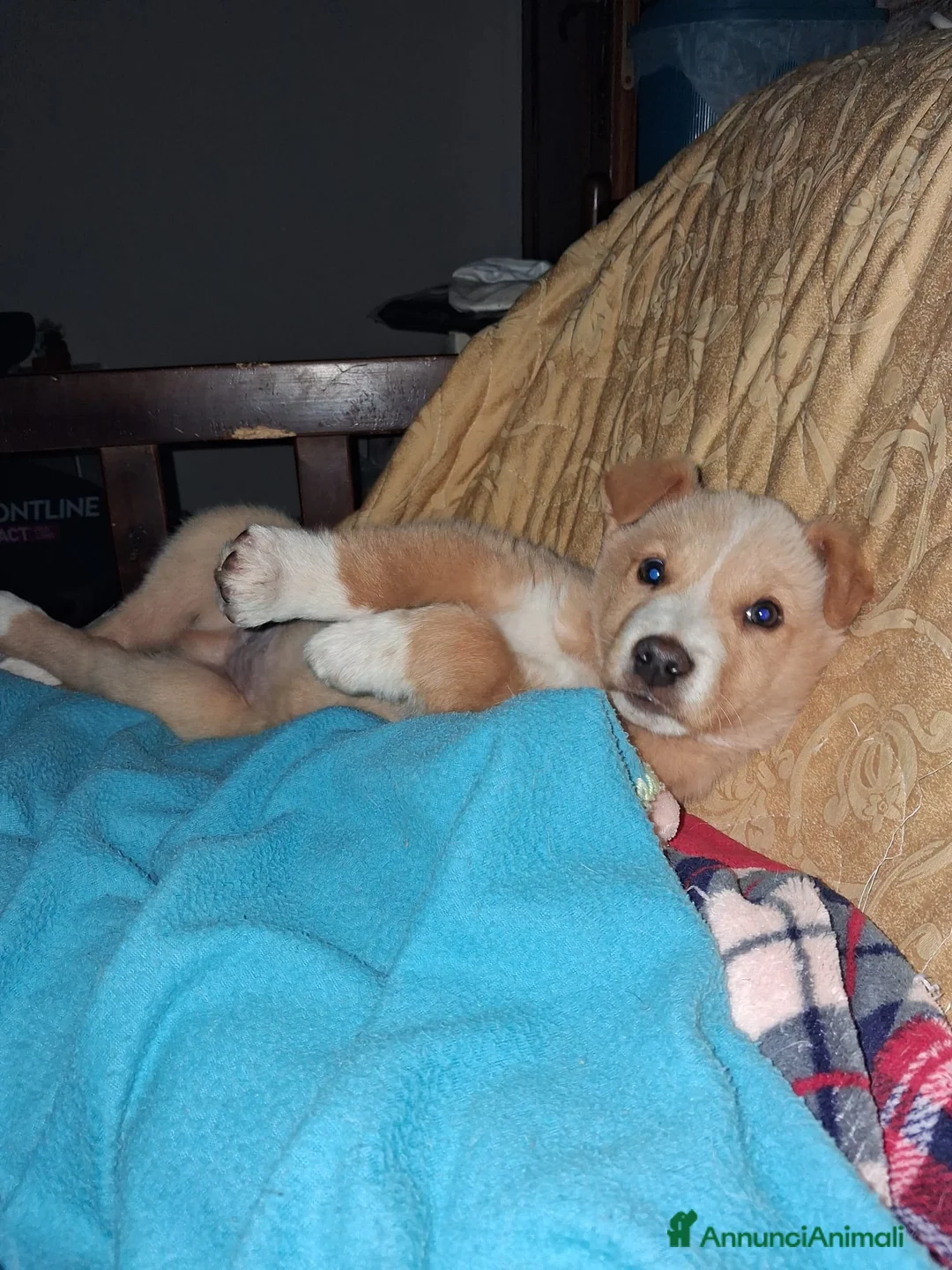 Golden Retriever cani in regalo: Holden cerca casa!!  - Annuncio 1
