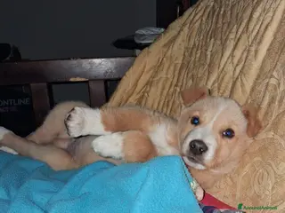 Golden Retriever cani Holden cerca casa!! - Annuncio 4