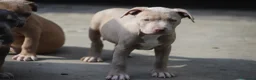 Pitbull cani in vendita: Pit Bull con pedigree, paghi anche a rate  - Annuncio 34