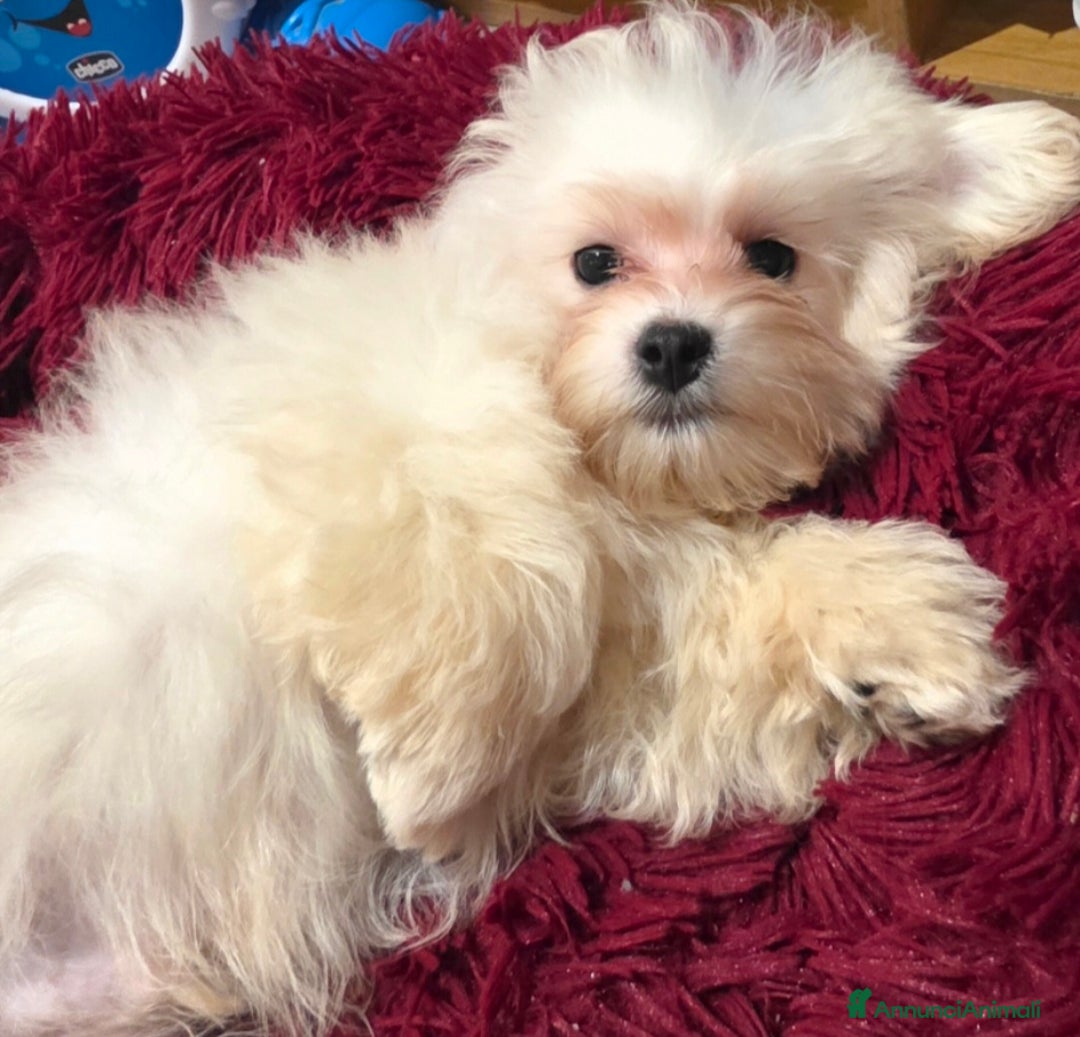 Meticcio cani in vendita: Maltipoo toy - Annuncio 10