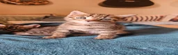 Meticcio gatti in regalo: Regalo gattini  a Provincia di Vibo Valentia - Annuncio 3