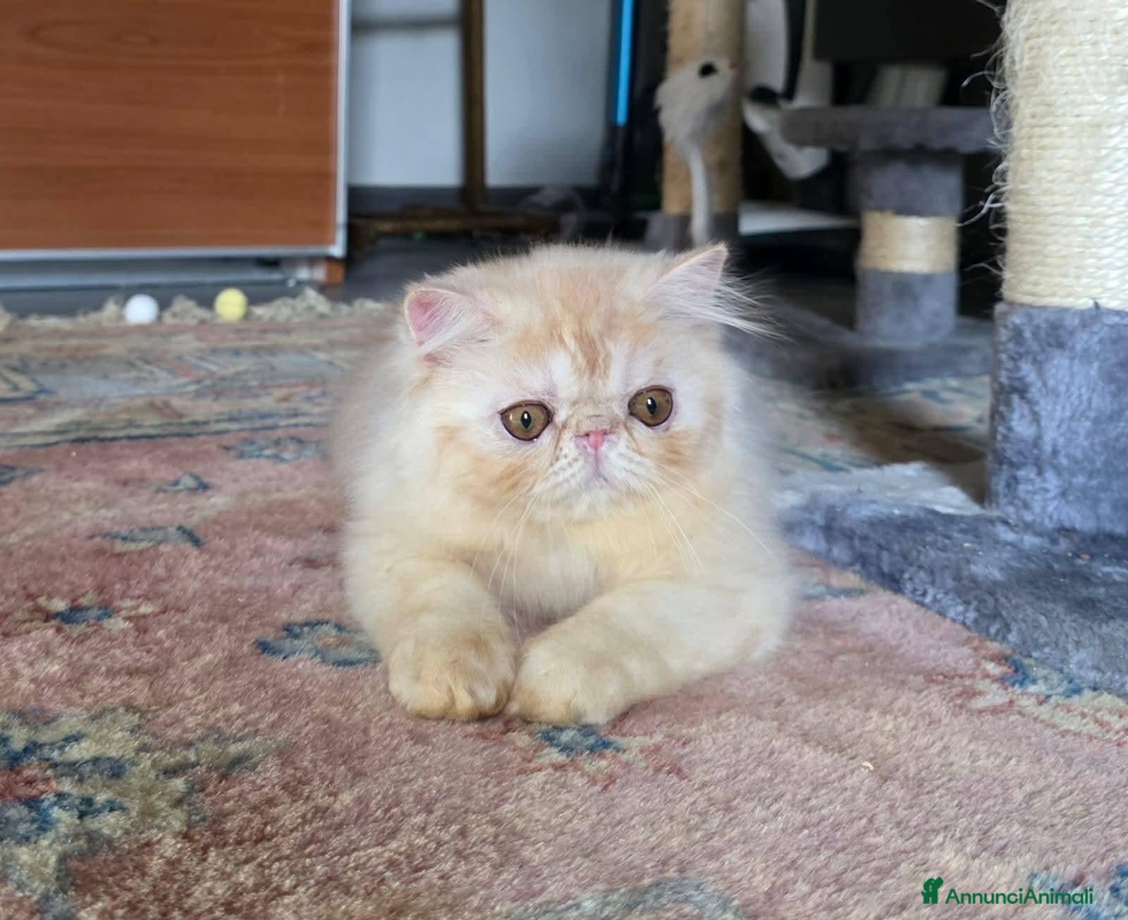 Persiano gatti Cucciolo persiano  - Annuncio 2