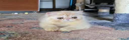 Persiano gatti in vendita: Cucciolo persiano  - Annuncio 1