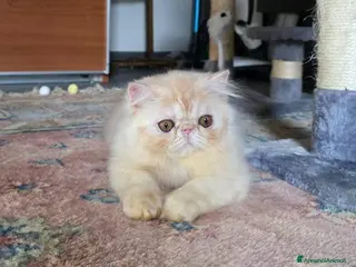 Persiano gatti Cucciolo persiano - Annuncio 2