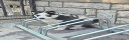 Husky cani in vendita: Cuccioli husky  - Annuncio 5