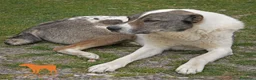 Pastore Asia Centrale cani in vendita: Cucciolona di Pastore dell’AsiaCentrale - Annuncio 3