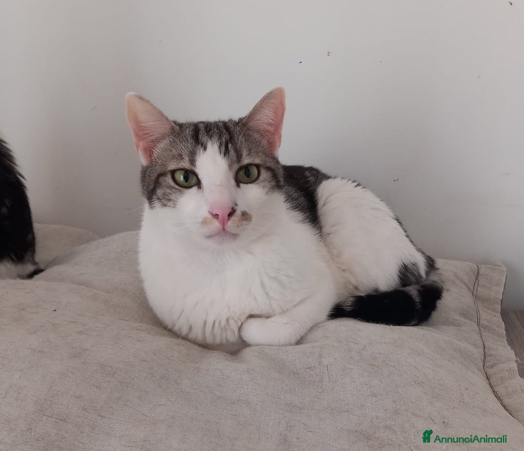 Europeo gatti in regalo: Miele, adorabile gatto da adottare! - Annuncio 3