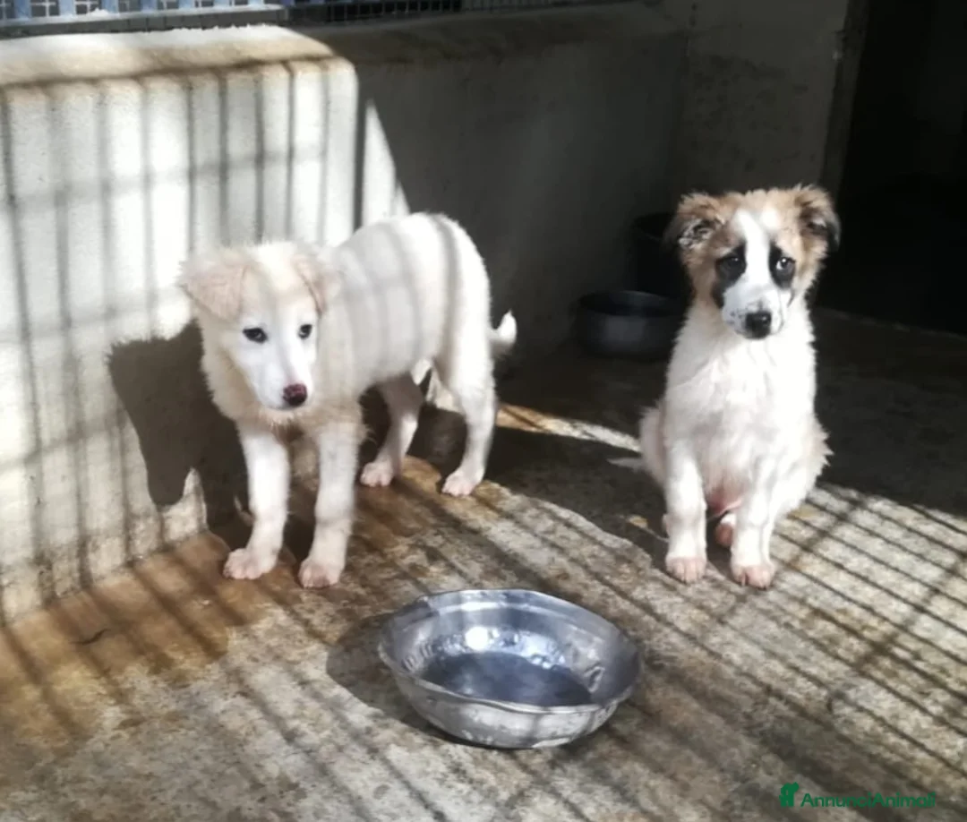 Meticcio cani in regalo: CARAMELLO E BISCOTTO  - Annuncio 2
