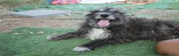 Meticcio cani in regalo: DOLCE CHERY IN REGALO - Annuncio 4