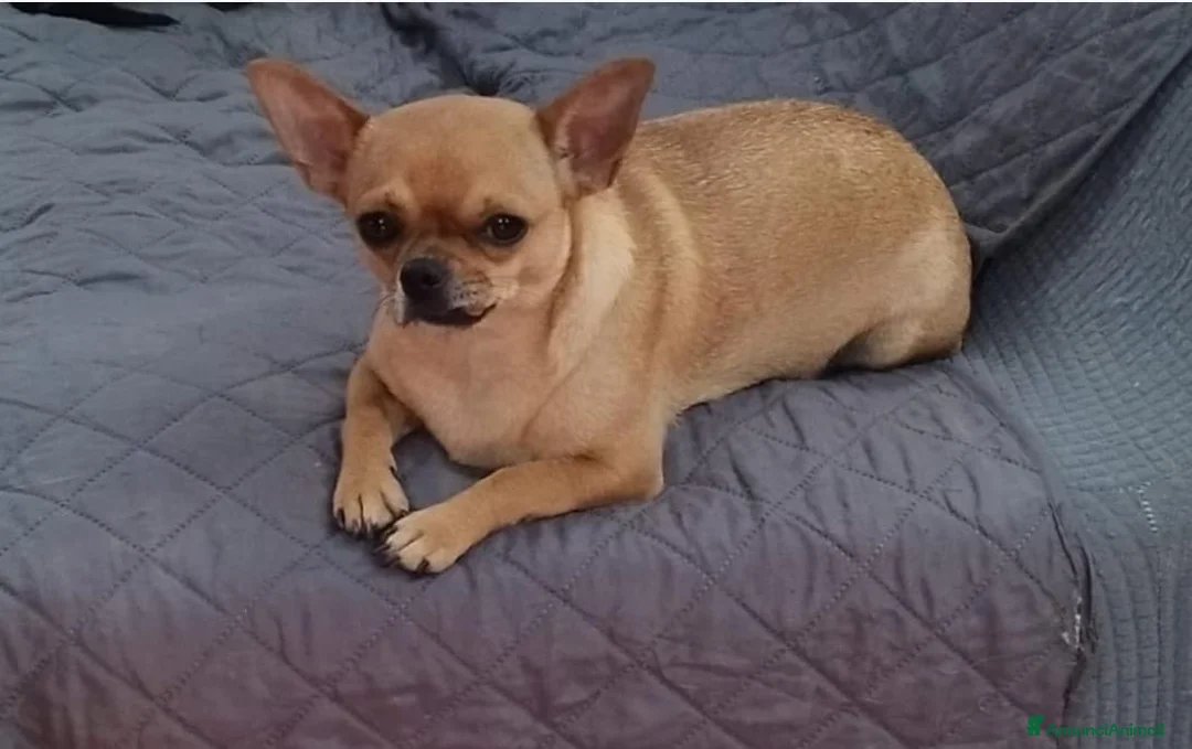 Chihuahua cani in vendita: Cucciola Chihuahua  - Annuncio 4