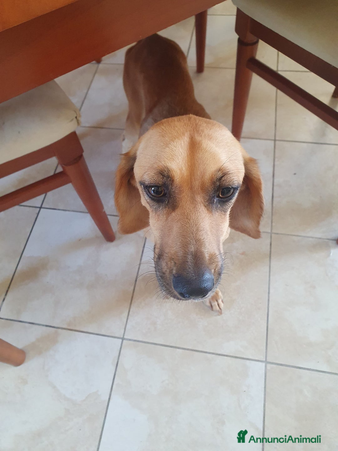 Segugio cani in regalo: NANDA a Provincia di Modena - Annuncio 10