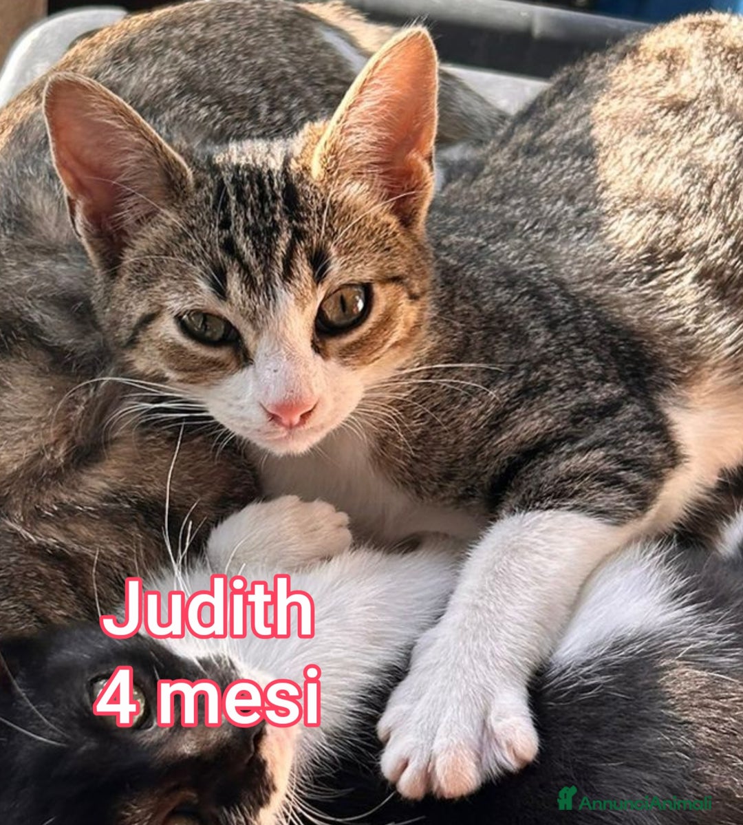 Europeo gatti in regalo: MICINI: TEMPO SCADUTO!!! - Annuncio 3