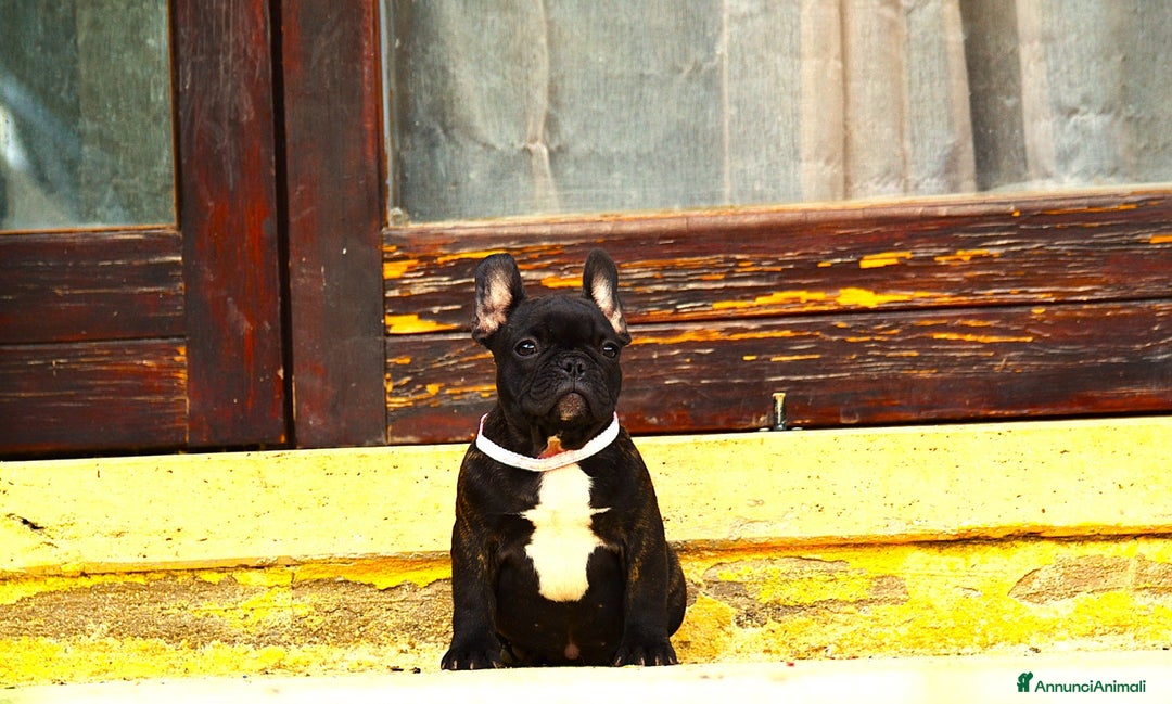 Bulldog Francese cani in vendita: Femmina Bringee  - Annuncio 13