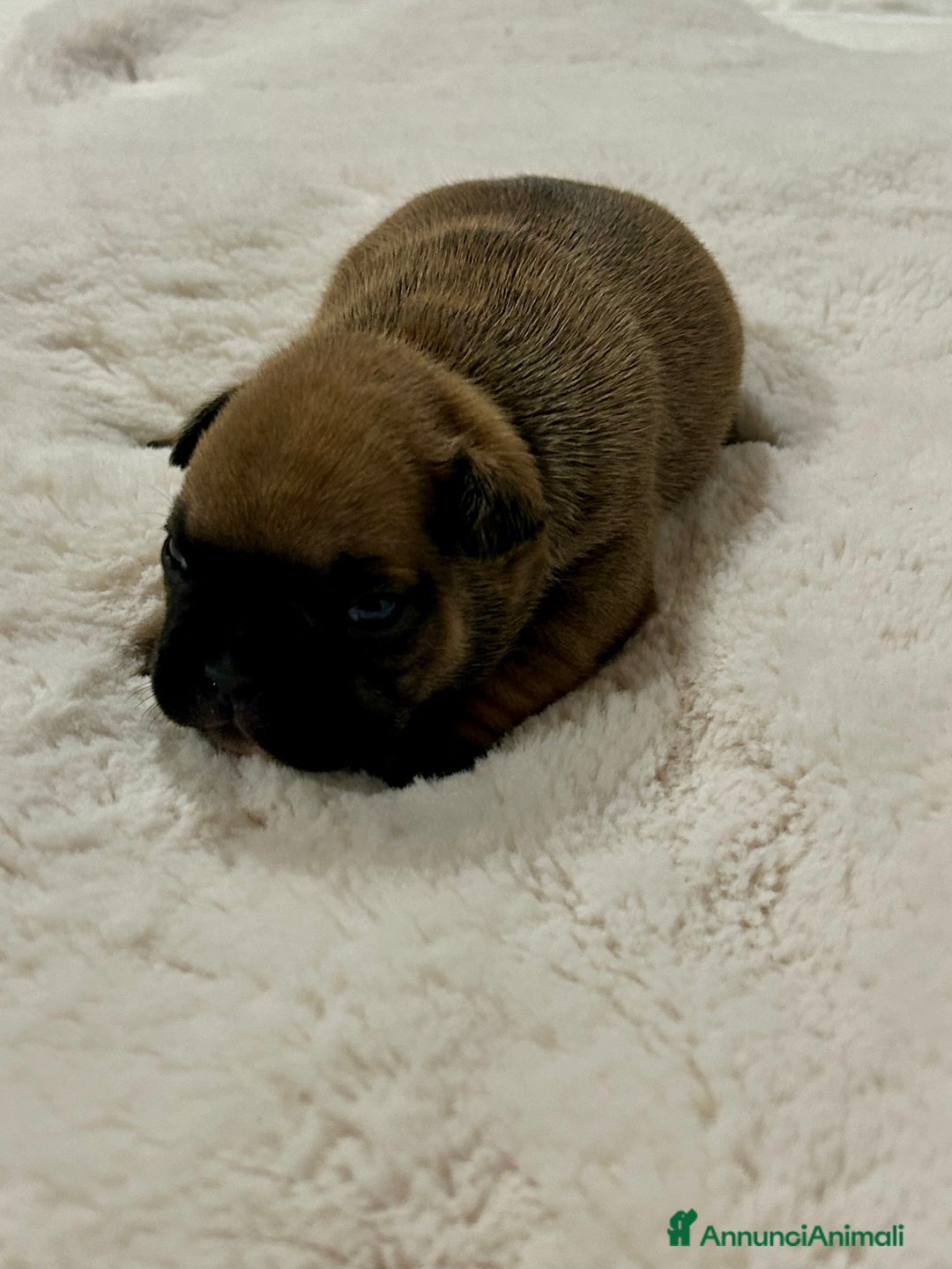 Bulldog Francese cani in vendita: cuccioli di Bulldog francese Red  - Annuncio 9