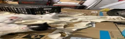 Europeo gatti in regalo: Gattini stupendi 🤩  - Annuncio 3