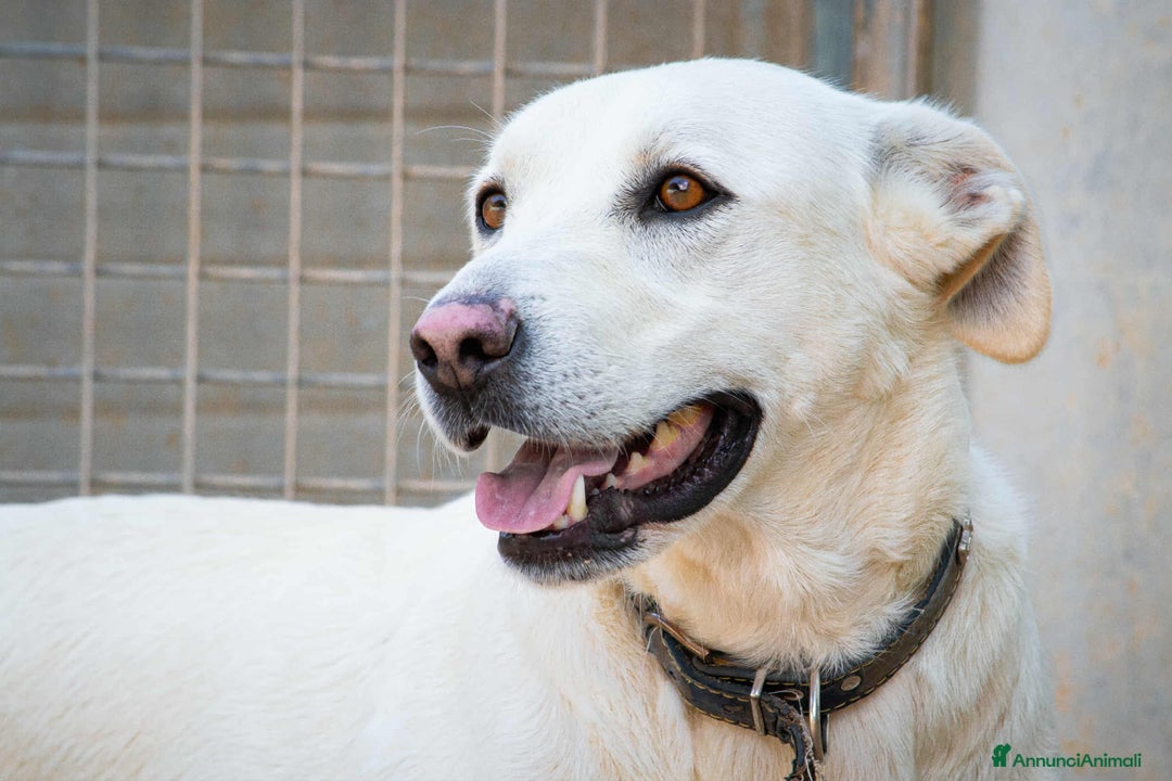 Meticcio cani in regalo: Lorenzo  - Annuncio 4