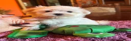 Maltese cani in vendita: Maltesi pedigree Enci pagamenti agevolati  - Annuncio 4