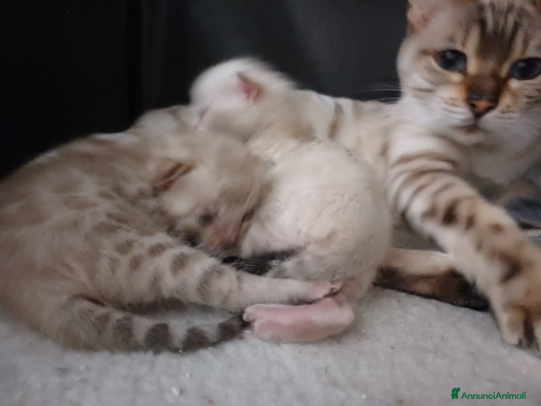 Bengala gatti in vendita: Gatto del Bengala - Annuncio 4