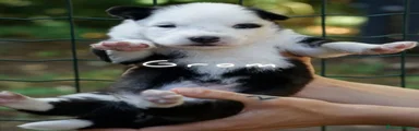 Yakutian Laika Cucciolo 2
