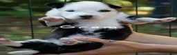 Yakutian Laika cani in vendita: Cuccioli di Yakutian Laika - Annuncio 7