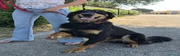 Hovawart cani in regalo: Noir, fiero ed elegante - Annuncio 1