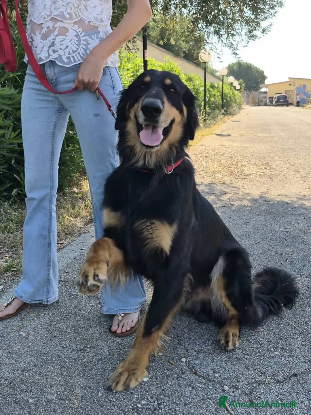 Hovawart cani in regalo: Noir, fiero ed elegante - Annuncio 1