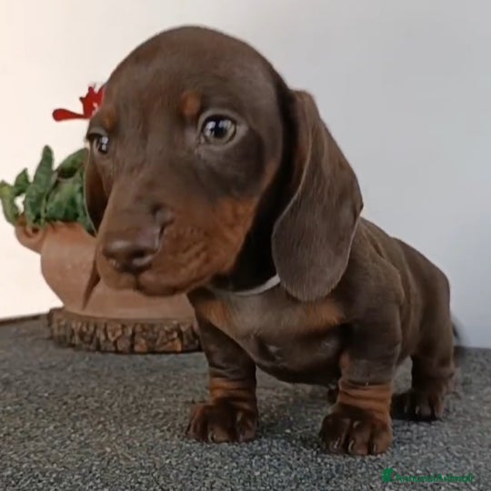 Bassotto cani Cucciolo di bassotto maschio con Pedigree.  - Annuncio 1