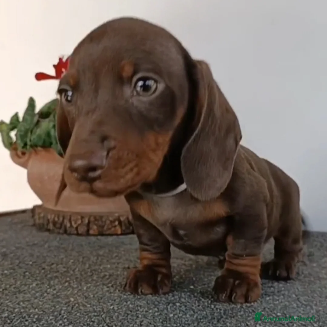 Bassotto cani in vendita: Cucciolo di bassotto maschio con Pedigree.  - Annuncio 1