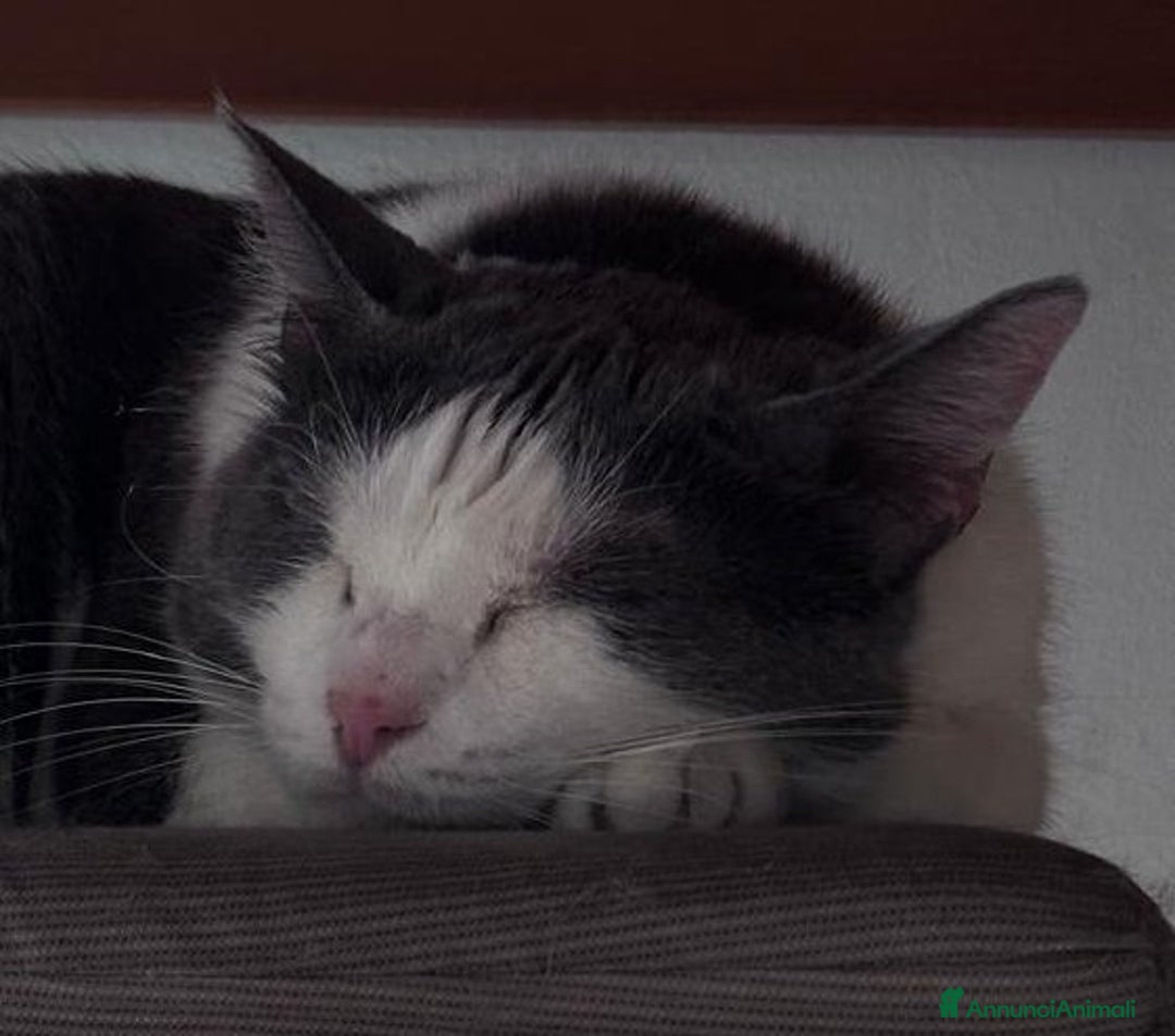 Europeo gatti in regalo: Teneri gatti in adozione, WEINE e UANA! - Annuncio 8