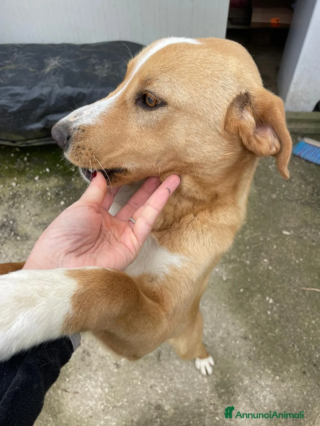 Meticcio cani in regalo: DOLCISSIMO CUCCIOLONE :OLIVER - Annuncio 2