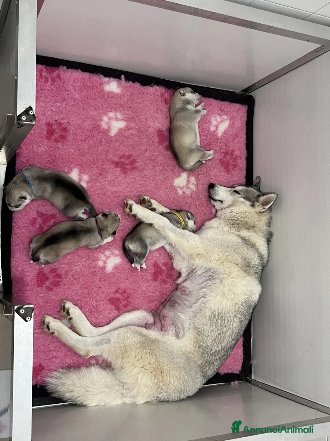Husky cani in vendita: Magnifico cucciolo di Siberian Husky a Provincia di Cuneo - Annuncio 4