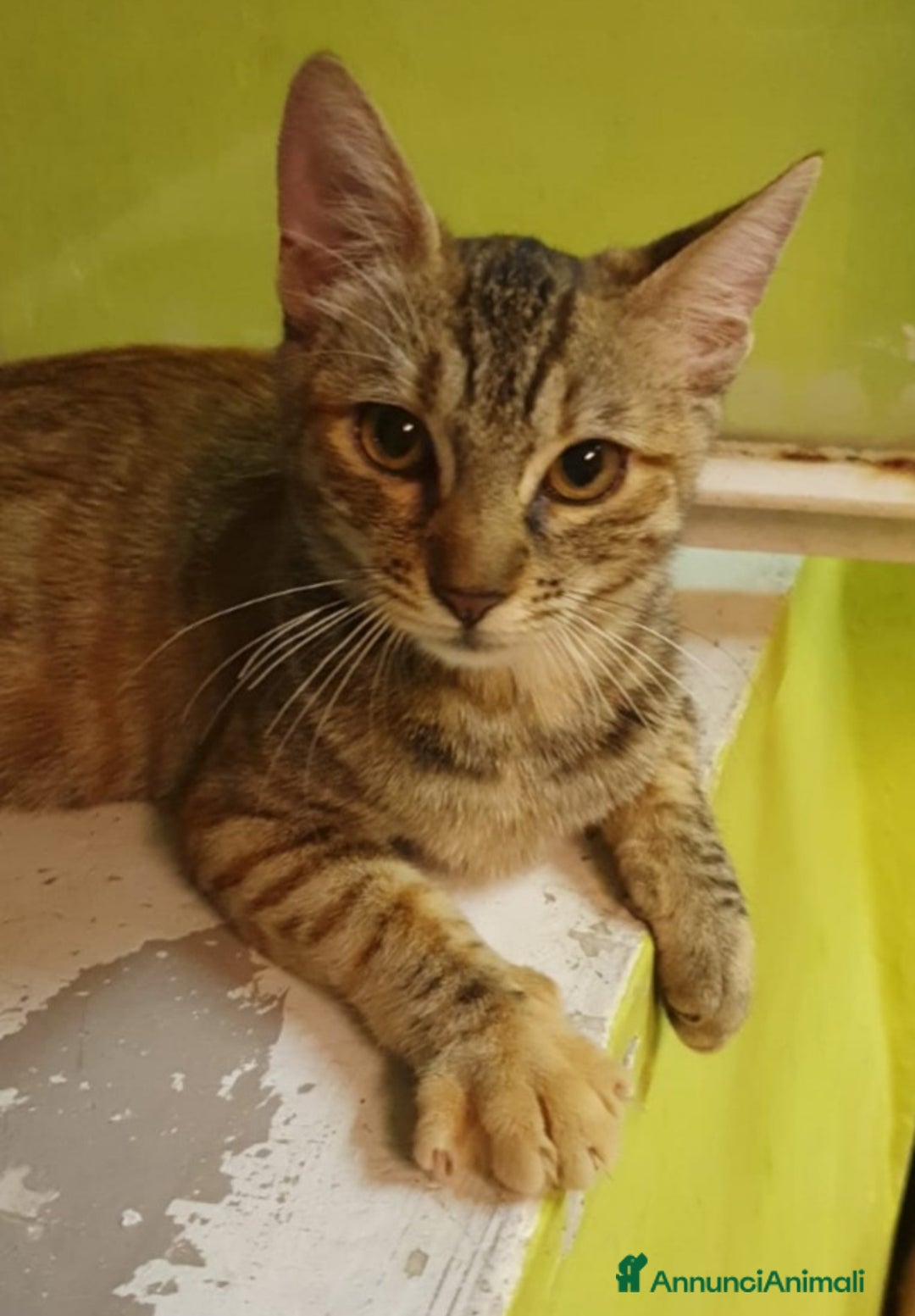 Europeo gatti in regalo: Micina tigrata 18mesi SOS CASA ROMA a Città metropolitana di Milano - Annuncio 2