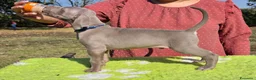 Weimaraner cani in vendita: Cuccioli Weimaraner - Annuncio 5