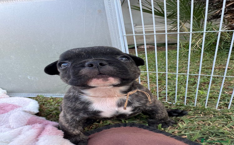 Bulldog Francese cani - Annuncio 5