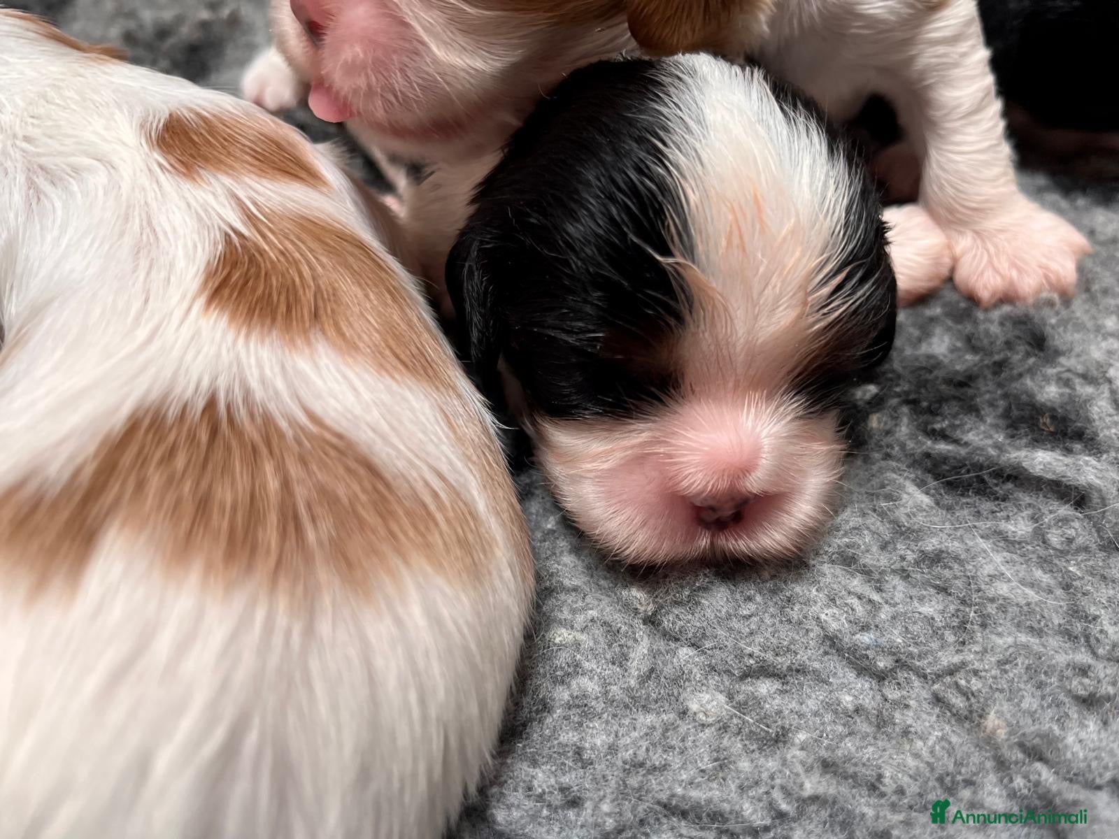 Cavalier King cani Cuccioli  altamente selezionati! - Annuncio 2