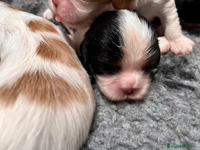 Cavalier King cani Cuccioli altamente selezionati! - Annuncio 2