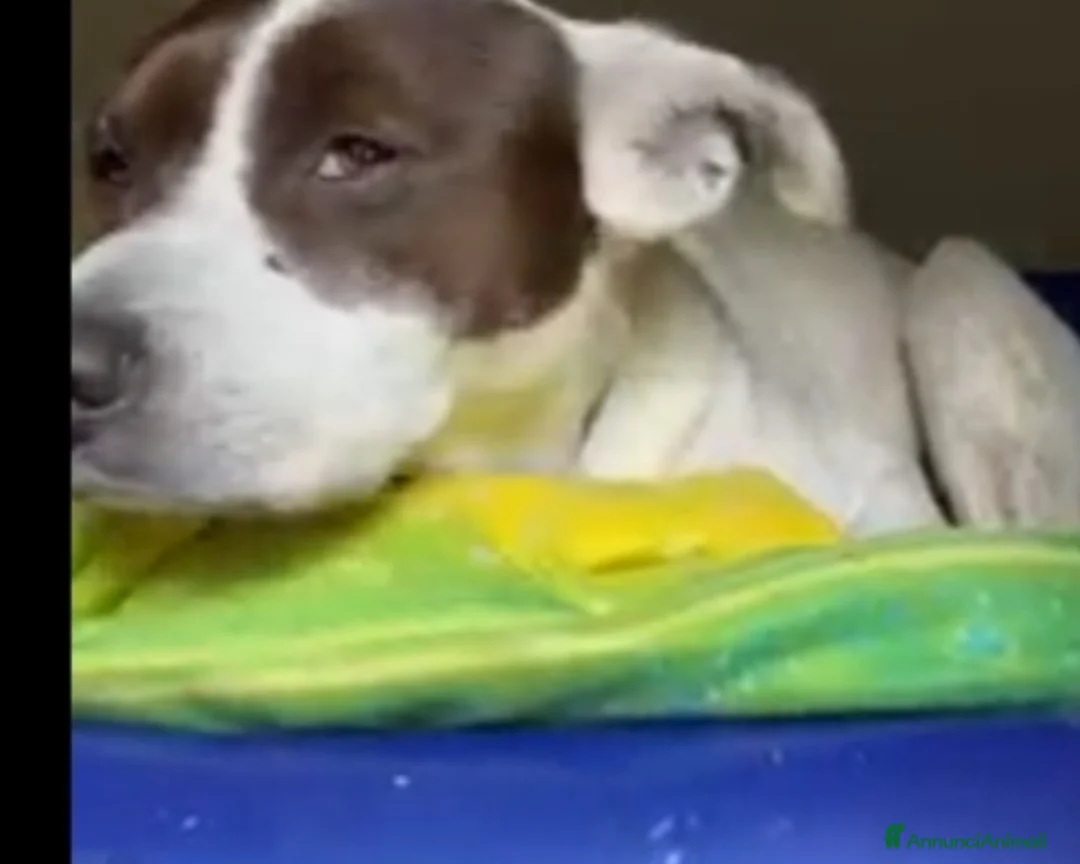 Meticcio cani in regalo: 6anni triste portato in canile dai parenti SOS SUD a Milano - Annuncio 4