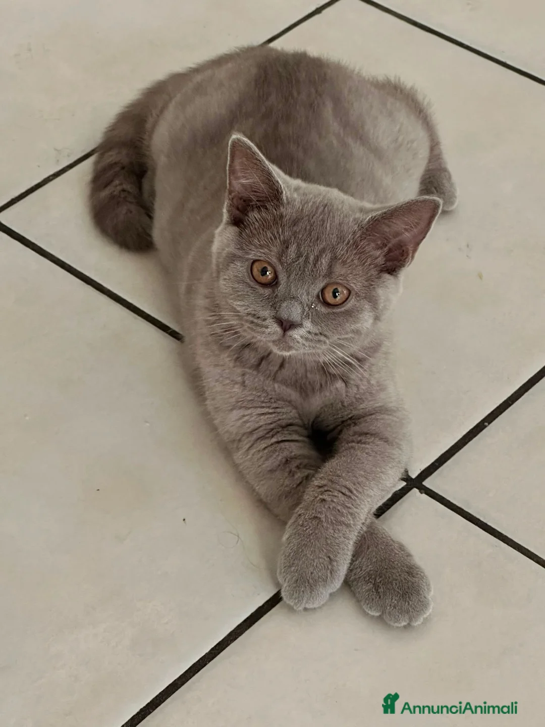 British gatti in vendita: British shorhair cuccioli  - Annuncio 2