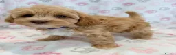 Maltipoo cani in vendita:  Bellissima cucciolata di Maltipoo F1 - Annuncio 15