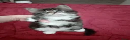 Maine Coon gatti in vendita: Manolita : una bella gattina - Annuncio 5